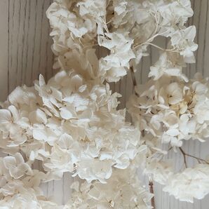ドライフラワー 紫陽花 アナベル ホワイト 白 花材