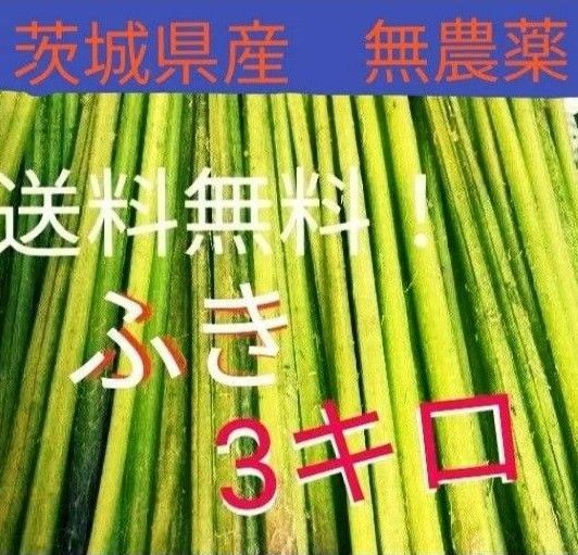 あとわずかです! 天然ふき 3kg 茨城県産