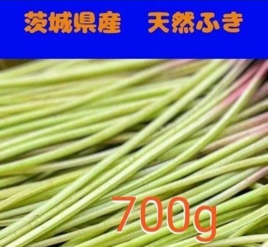 【送料無料 天然ふき 茨城県産】