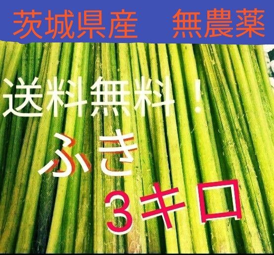 天然ふき 3キロ 茨城県産
