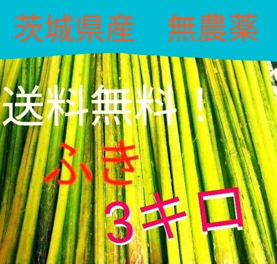 【送料無料】天然ふき 3キロ 茨城県産