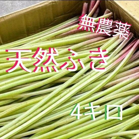 送料無料 天然ふき 4kg