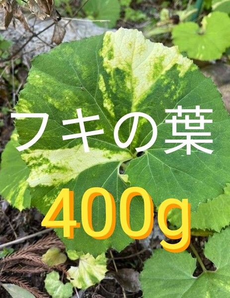 ふきの葉 約400g 新鮮 農薬不使用 茨城県産