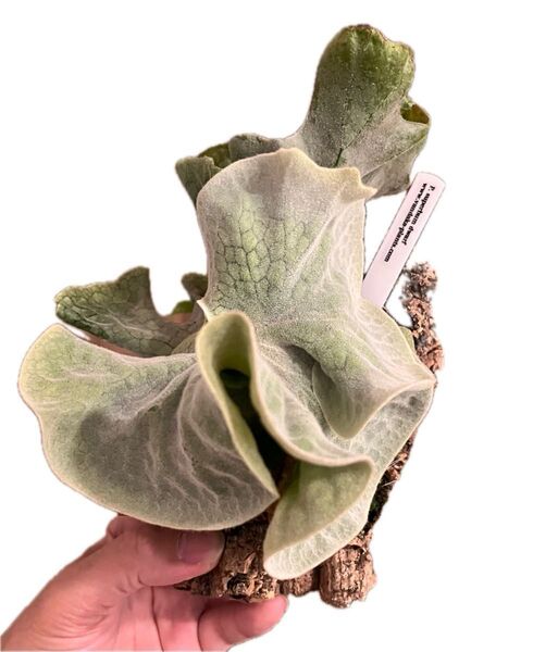 P. superbum dwarf ビカクシダ コウモリラン