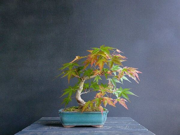 希少 紅千鳥 双幹 盆栽 小品 イロハ紅葉 紅葉 もみじ
