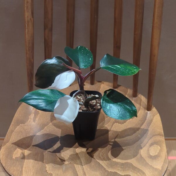 フィロデンドロン 品種不明