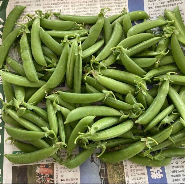 スナップエンドウ 朝どり 新聞紙箱込み 約700g ③