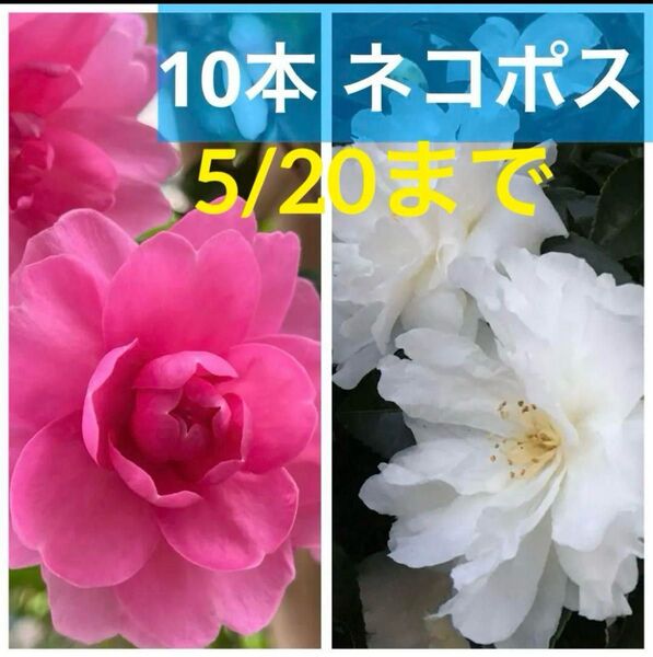 【週末特価】サザンカ ピンク・白 八重咲き 山茶花 挿し木用挿し穂 カット苗 10本
