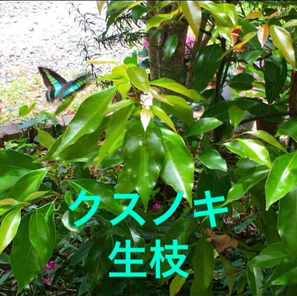 クスノキ★楠木 楠 生枝 葉 無農薬 アオスジアゲハ用 餌 6苗