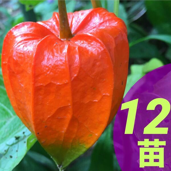 ほおずき◆鬼灯◆ホオズキ 苗 12株 鑑賞用