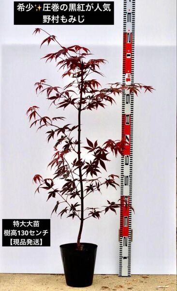 希少!黒紅葉が魅せる 野村モミジ 大苗130cm