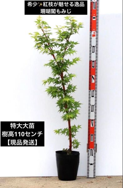 希少 赤枝モミジ 珊瑚閣 【大苗110cm 】【現品発送】