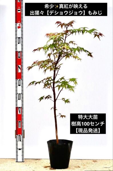 希少真紅が映える出猩々モミジ【大苗100cm】【現品発送】