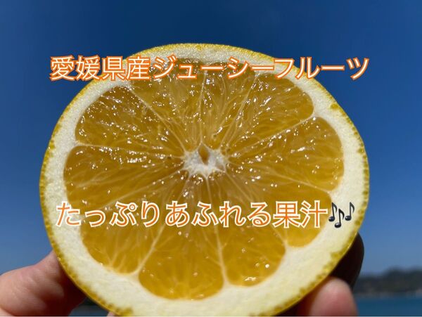 愛媛県産ジューシーフルーツ