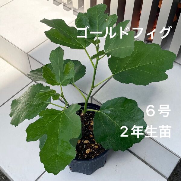 イチジク 【ゴールドフィグ】 2年生苗 6号鉢 新枝2本