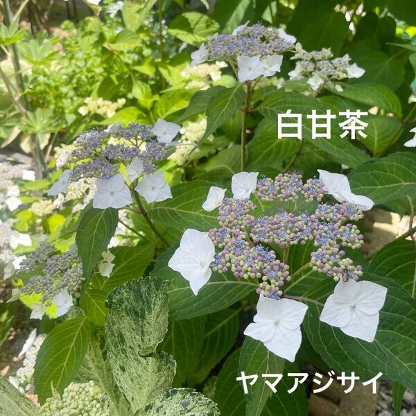 【白甘茶】 ヤマアジサイ ガクアジサイ 4号鉢