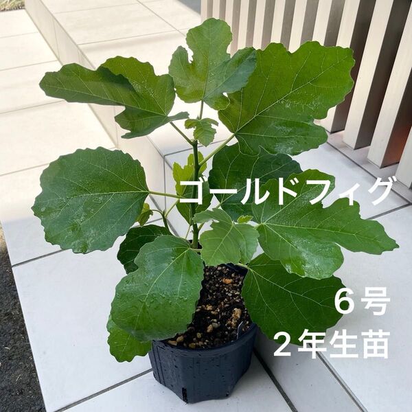 イチジク 【ゴールドフィグ】 2年生苗 6号鉢 新枝3本