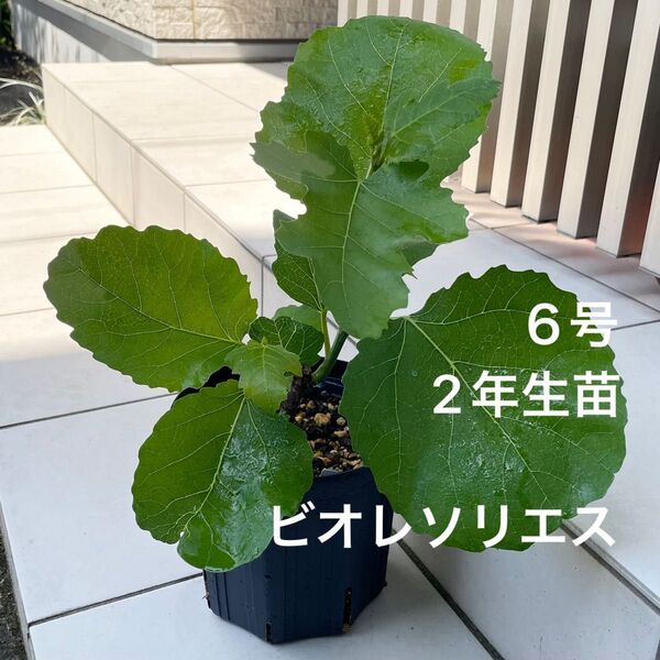 イチジク 【ビオレソリエス】 2年生苗 6号鉢 新枝2本