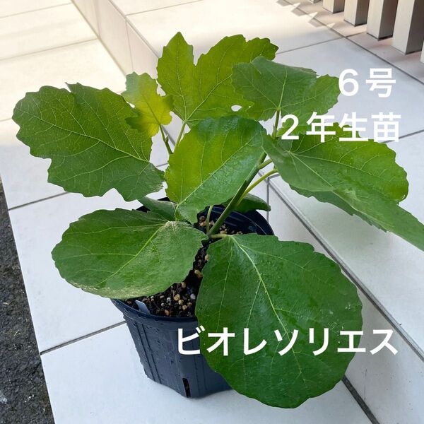 イチジク 【ビオレソリエス】 2年生苗 6号鉢 新枝3本