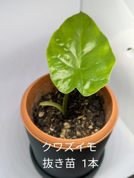 クワズイモ 苗 1本 発根済み 観葉植物 アロカシア
