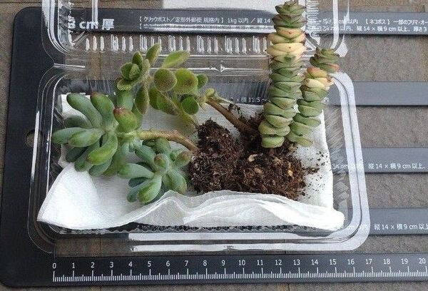多肉植物 詰め合わせ 抜き苗 乙女心 銭串錦 アロマティカス