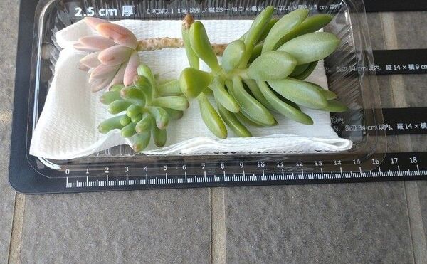 多肉植物 詰め合わせ 乙女心 秀麗 春萌 挿し芽用 カット苗 セット A