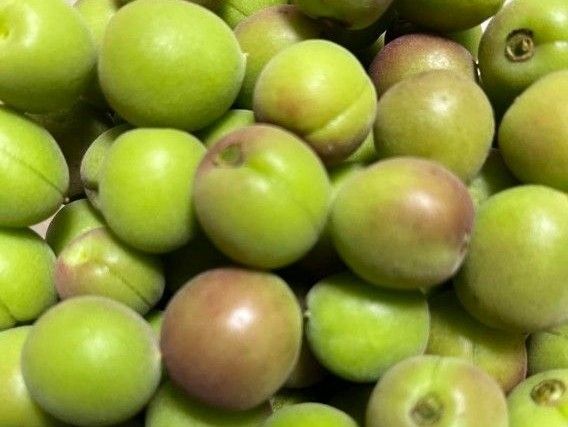 栃木県産 無農薬 青梅 ゆうパケットプラスいっぱい 約 1.3kg