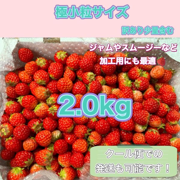 極小粒 2kg 紅ほっぺ いちご 〜農家直送〜