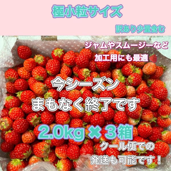 【6/5-6発送で終了】極小粒 2kg 3箱紅ほっぺ いちご 〜農家直送〜