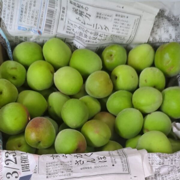 紀州 南高梅 L〜2L 1.2kg 和歌山産地直送 家庭用