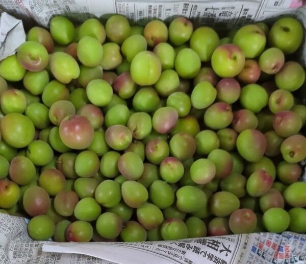 紀州 青梅 小梅 1.2kg 和歌山産地直送