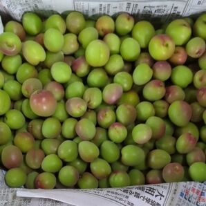 小梅 青梅 1.2kg 紀州 和歌山