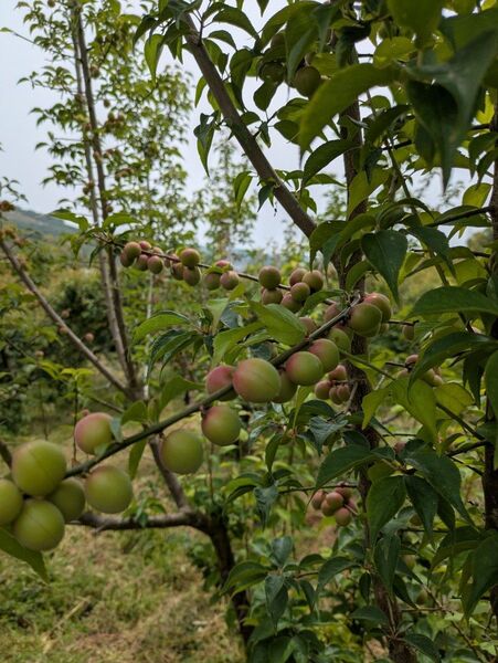紀州 青梅 小梅 和歌山産地直送 2kg