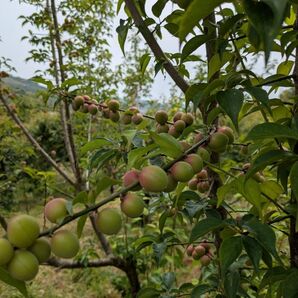 紀州 青梅 小梅 1.2kg 和歌山産地直送