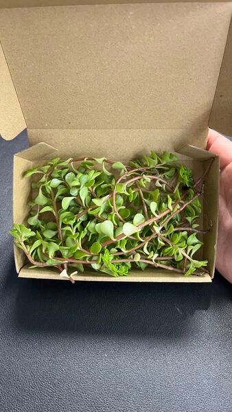 多肉植物 万葉万年草 カット 園芸