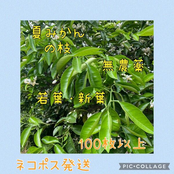 ③夏みかんの枝 無農薬 若葉・新葉 青虫のエサ 100枚以上