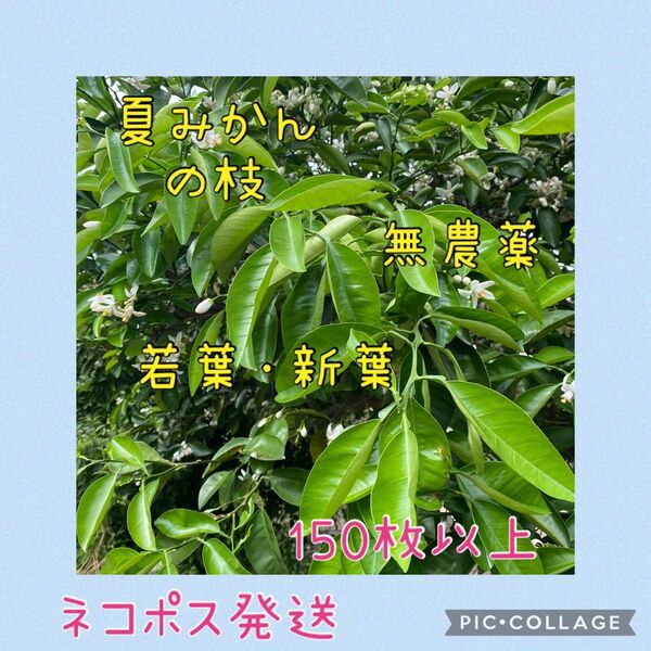 ③夏みかんの枝 無農薬 若葉・新葉 青虫のエサ 150枚以上