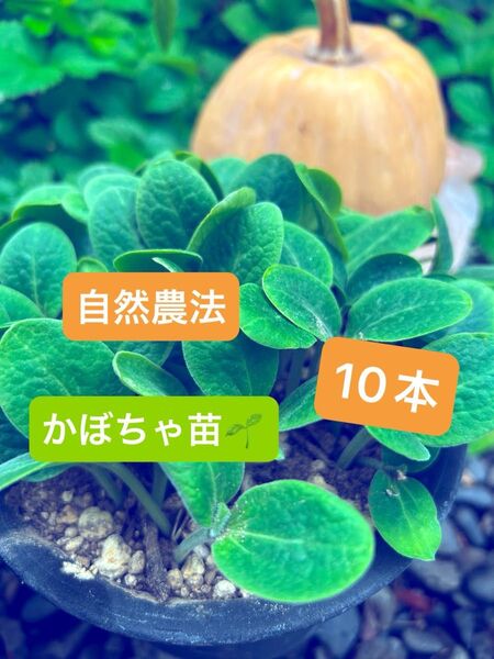自然農法 かぼちゃ 苗 10本