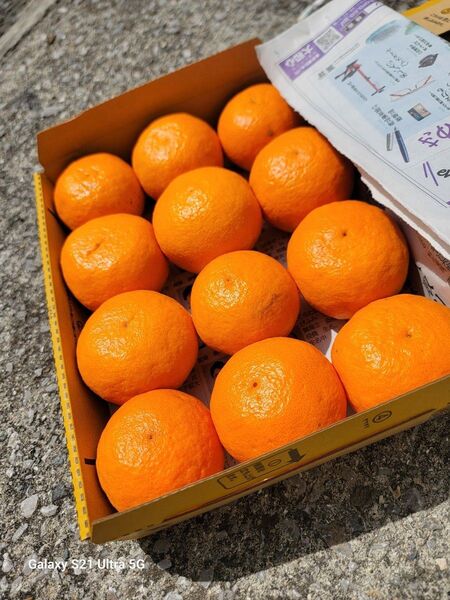 愛媛県産 なつみ コンパクト便 柑橘 ミカン