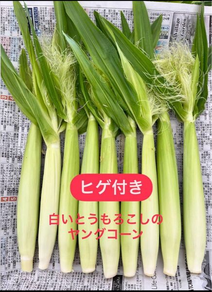 化学農薬化学肥料不使用★ひげ付きホワイトコーンのヤングコーン