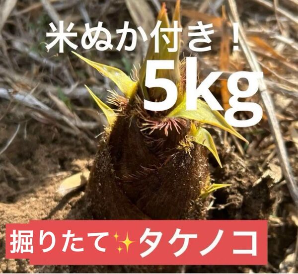 たけのこ 5キロ 茨城県産 筍 タケノコ 朝採 ぬか付