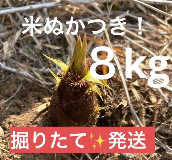 たけのこ 8キロ 茨城県産 筍 タケノコ 朝採 ぬか付