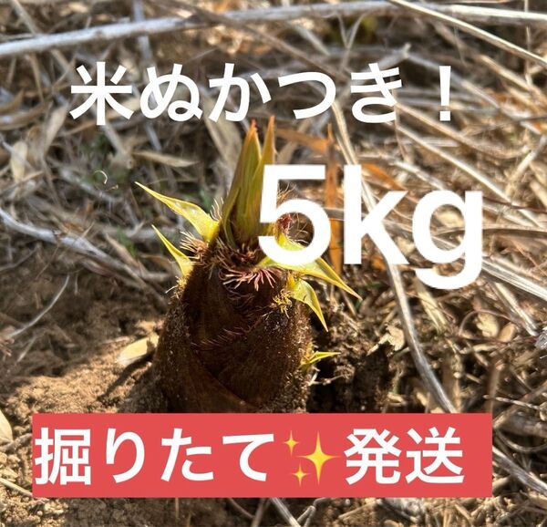 たけのこ 5キロ 茨城県産 筍 タケノコ 朝採 ぬか付