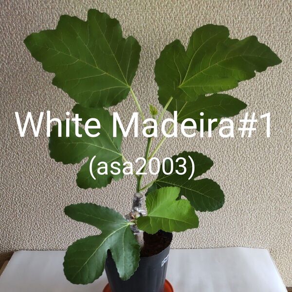 White Madeira#1 ホワイトマデイラ#1 イチジク苗木 送料無料