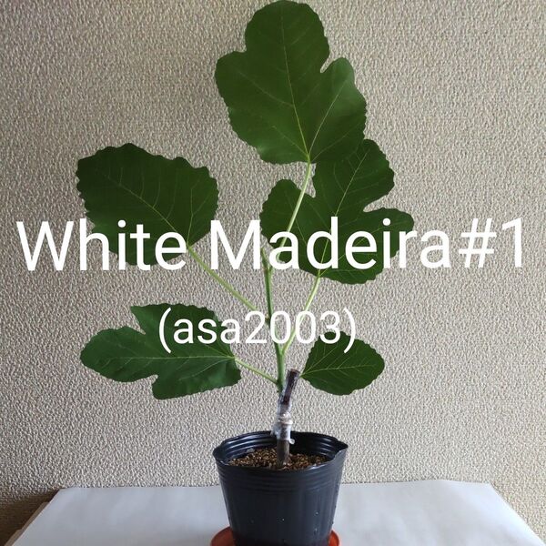White Madeira#1 ホワイトマデイラ#1 イチジク苗木 送料無料
