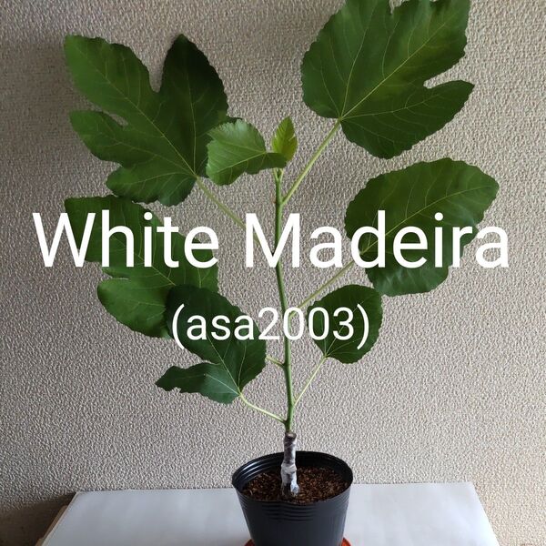 White Madeira#1 ホワイトマデイラ#1 イチジク苗木 送料無料