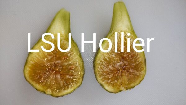 LSU Hollier イチジク苗木 ホーリエ ホリエ 送料無料