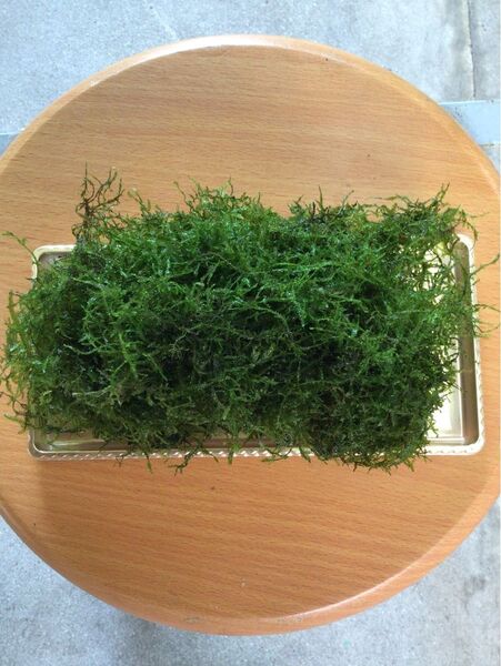 ウィローモス 自家製 無農薬