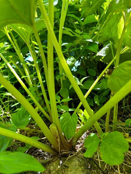 天然フキ A4サイズ箱満タン茎のみ約600g