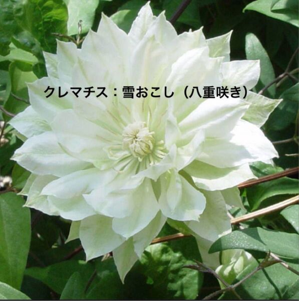 クレマチス:雪おこし15センチポット(八重咲き系) タグ付き 大苗 あんどん仕立て